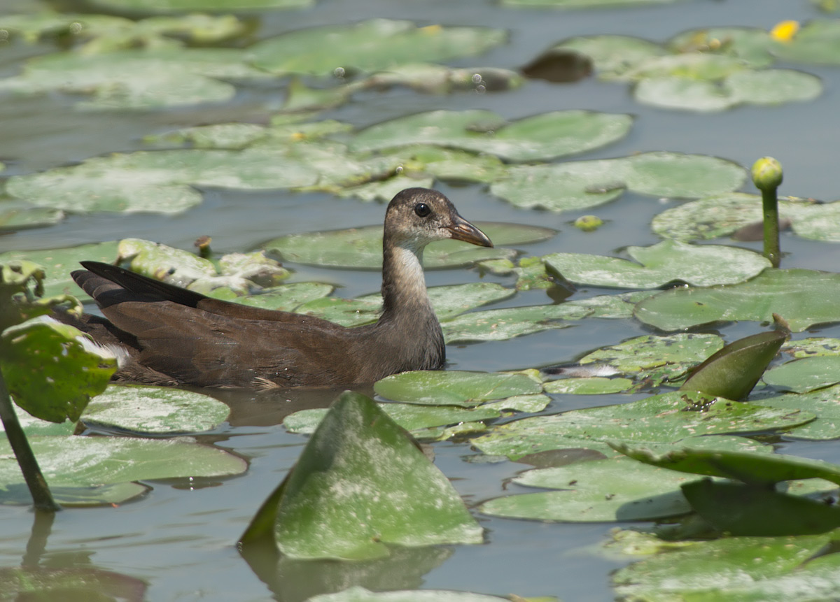 Gallinella dacqua: Gallinula chloropus. En.: Moorhen