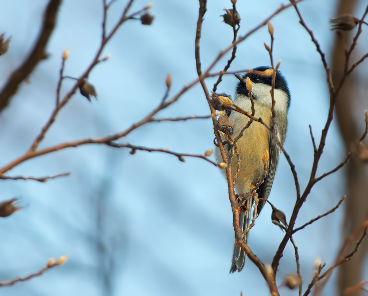 Cincia bigia americana: Poecile atricapillus. En.: Black-capped Chickadee