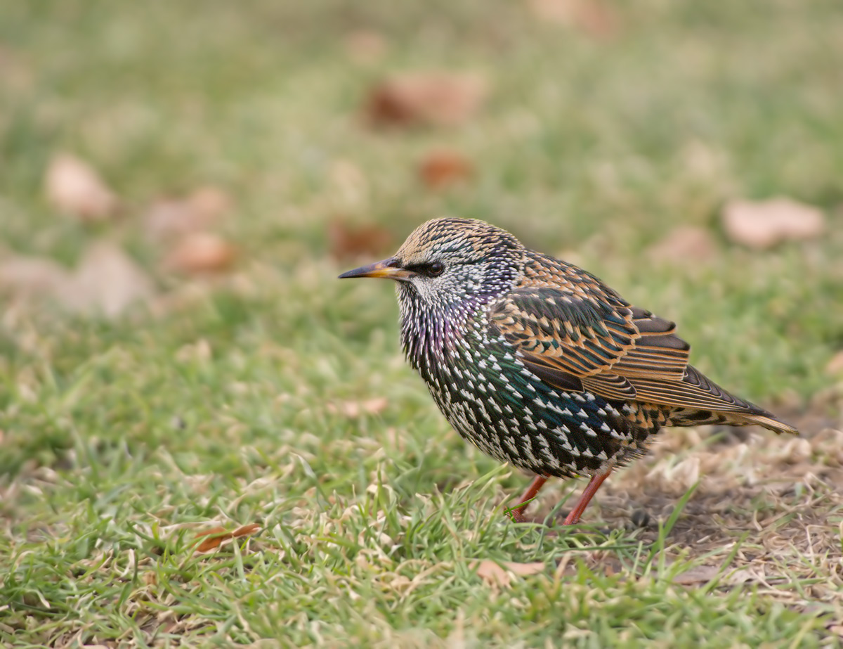 Storno: Sturnus vulgaris. En.: Starling