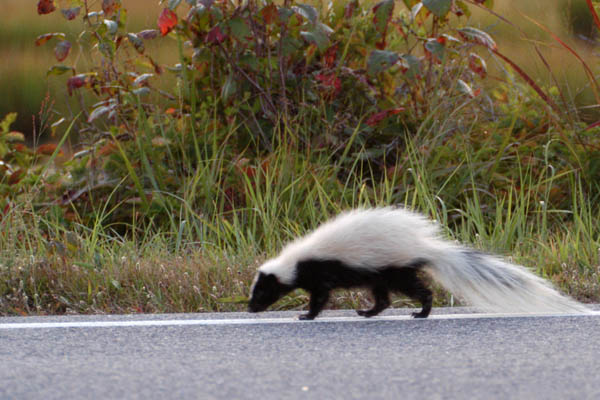 Skunk