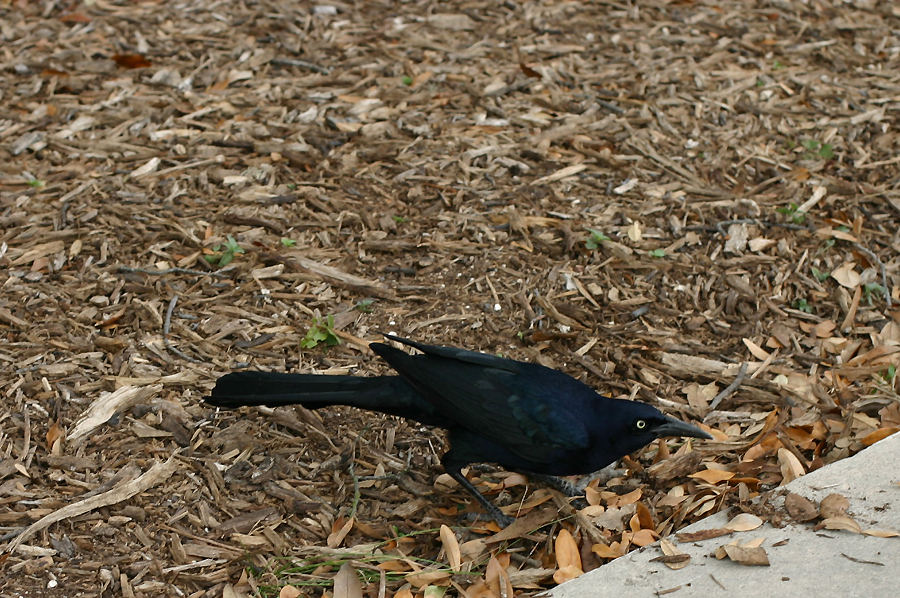 austin2008_015.jpg