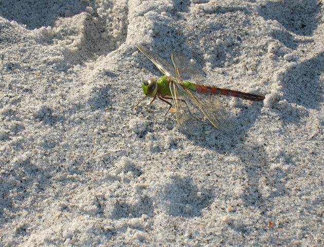 Dragon Fly