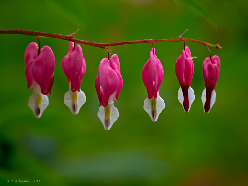 Bleeding hearts