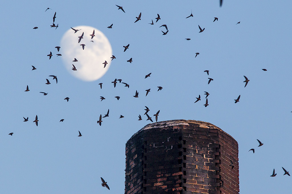 9/26/2012  Moon, Birds and Chimney