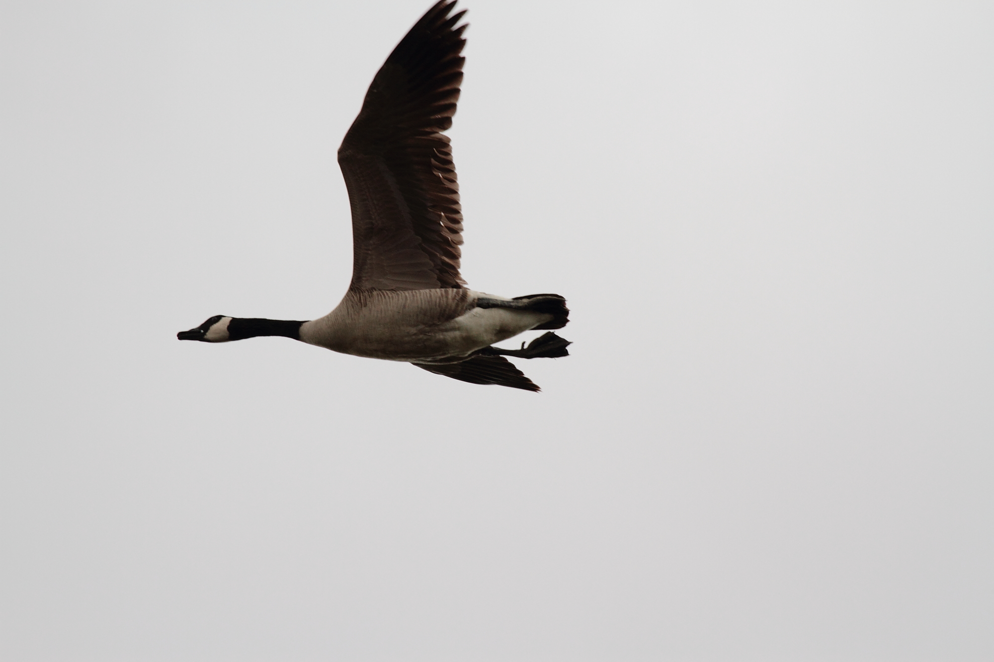 IMG_2771.JPG