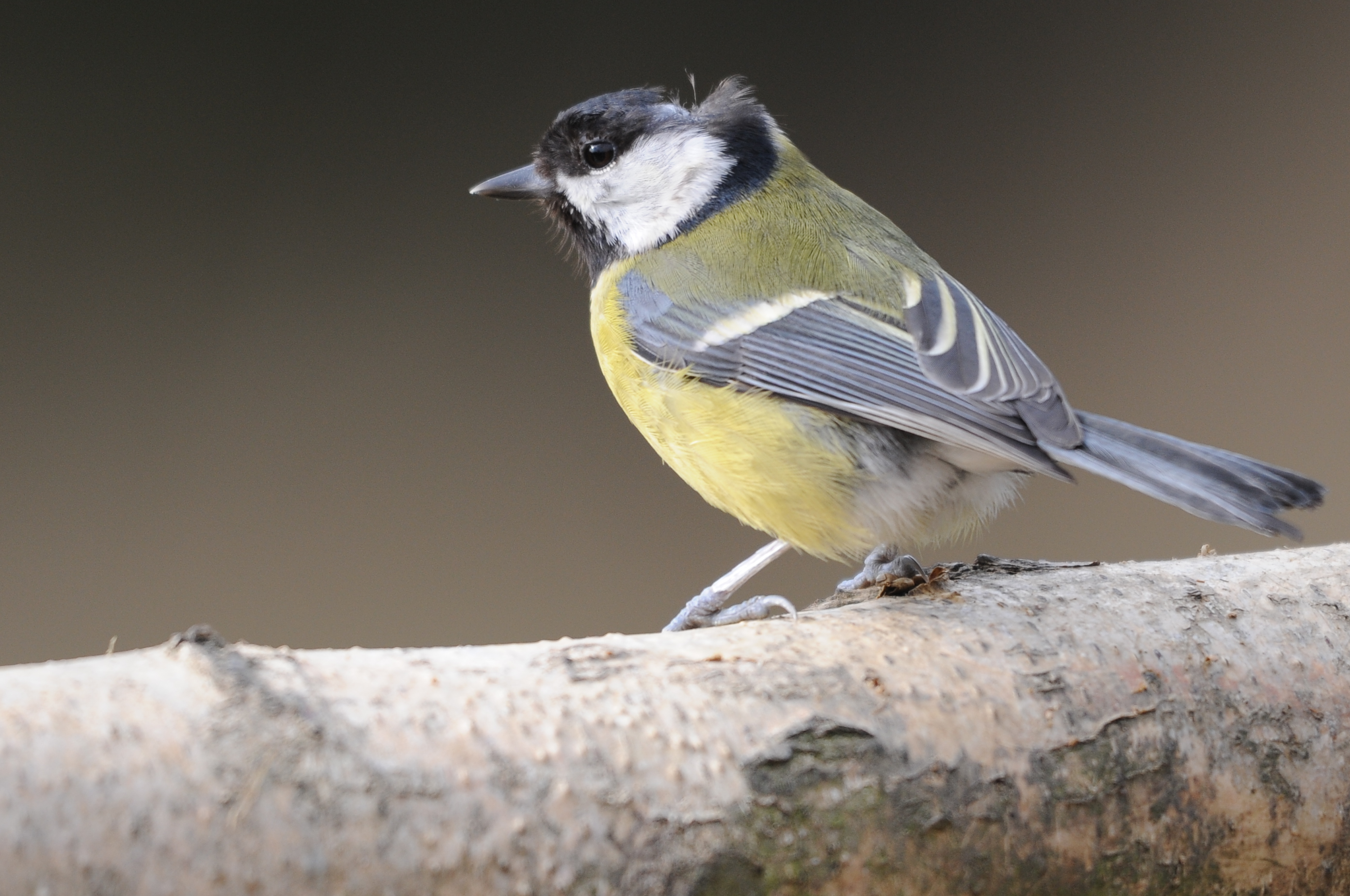 Great Tit