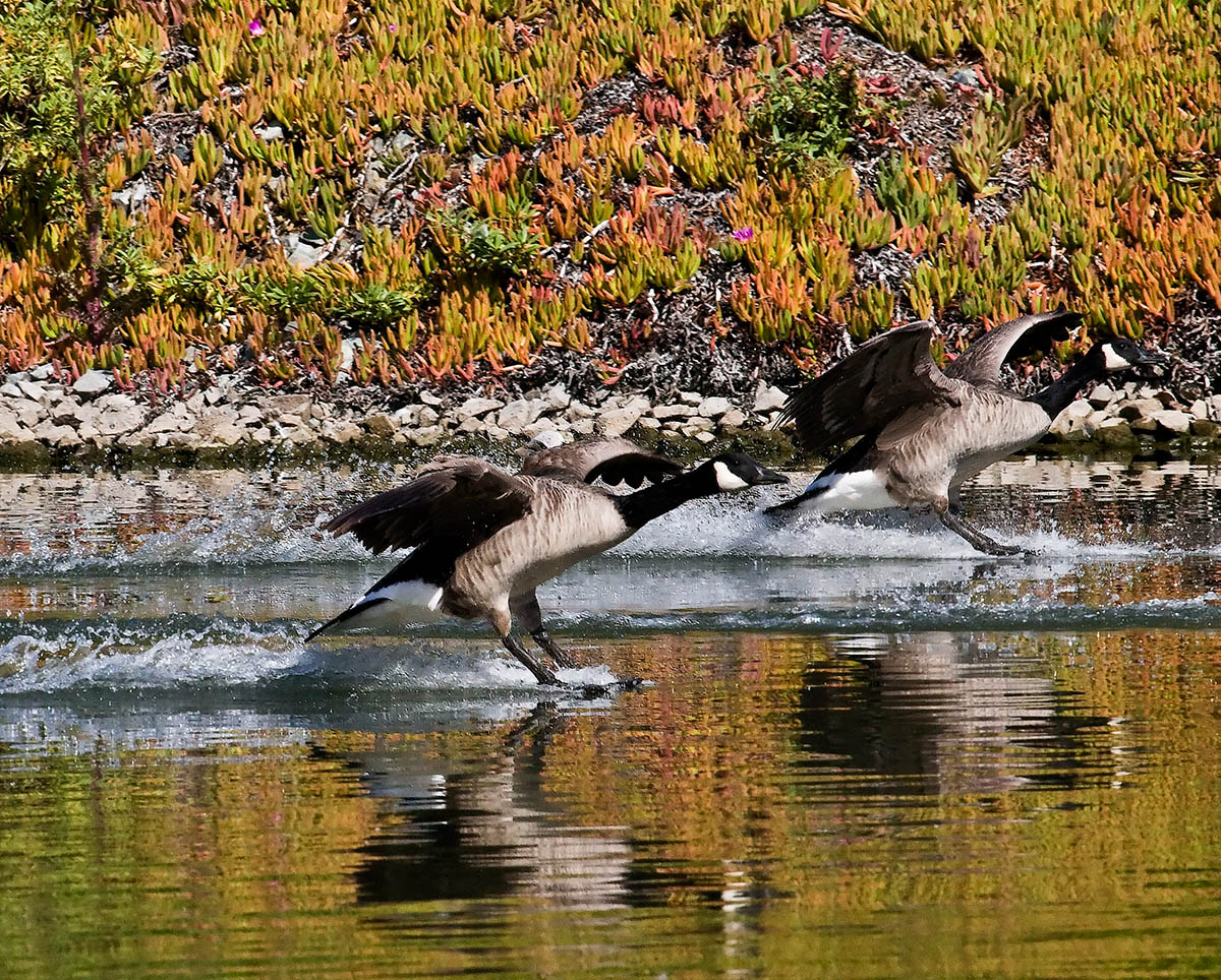 Water Skiing_MG_0538.jpg