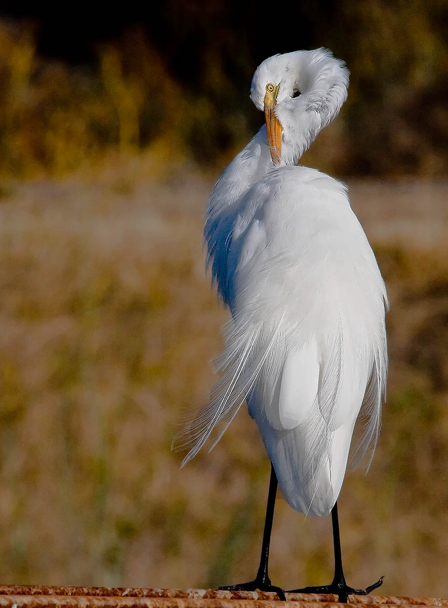 Cleaning up _MG_1996.jpg