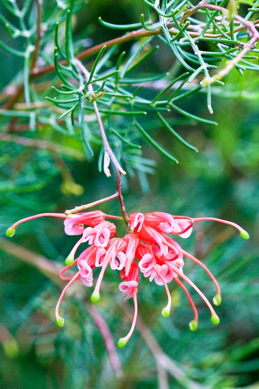 Pic 1 - Pink Grevillea