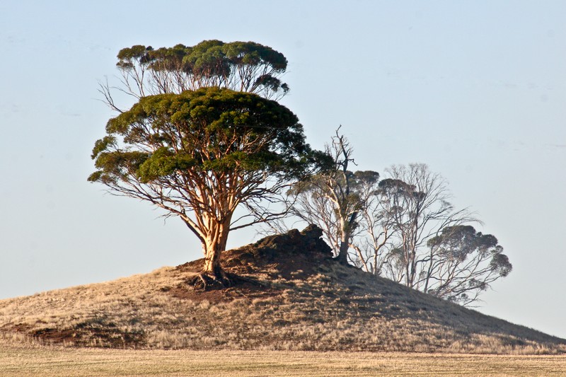 Pic 3 - Weird tree on weird  hill in SW WA