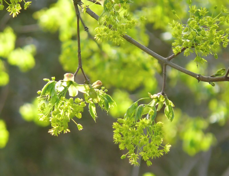 Tender green
