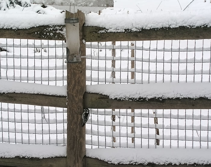 snowy fence at tnc