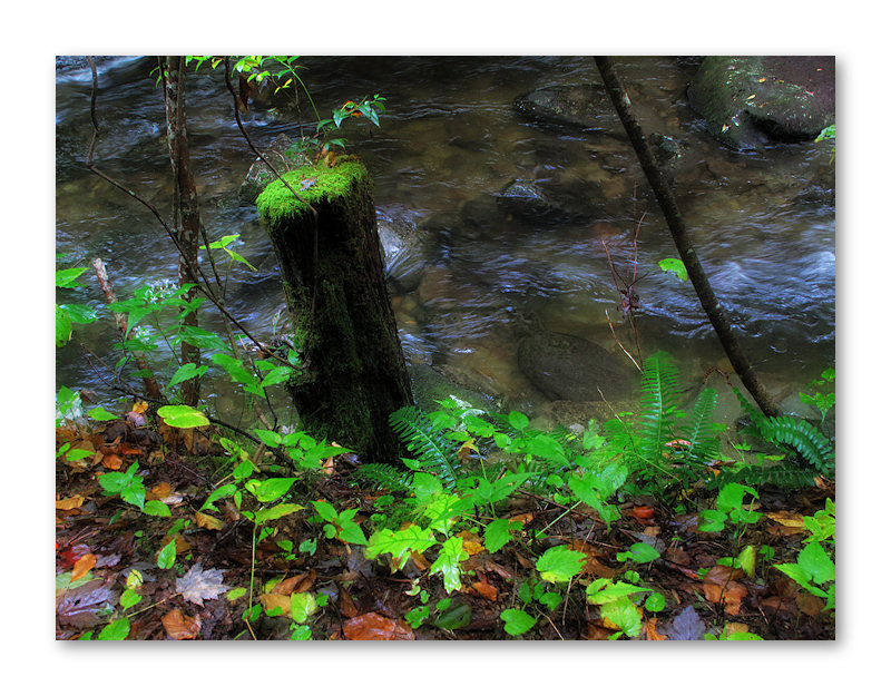 At the edge of the Stream