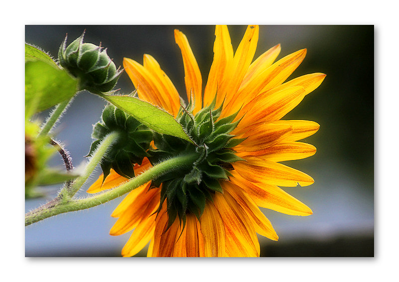 Natures Sunburst 