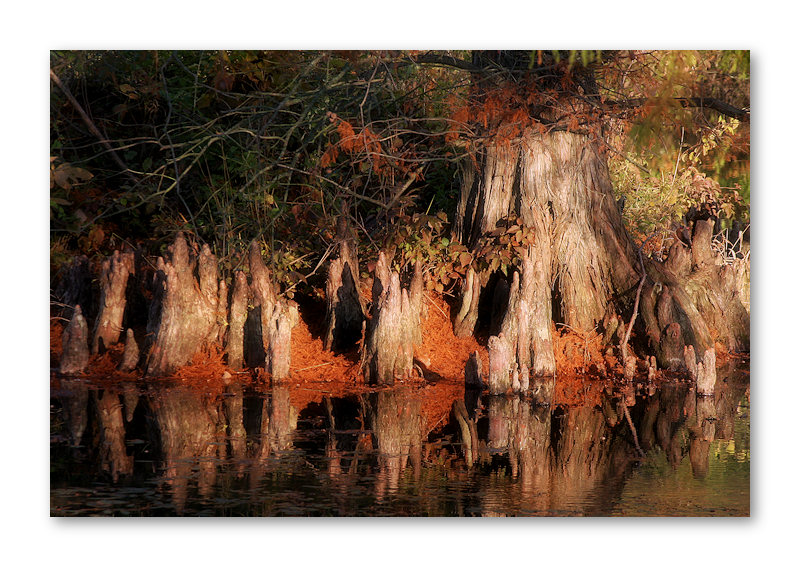 Early Morning Light on the Cypress