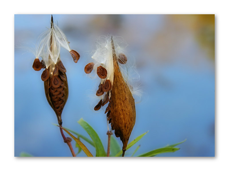 Seed Pods