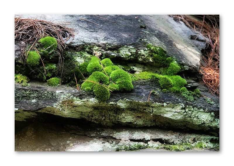 Nature Sets Her Table