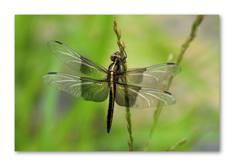 So Delicate 