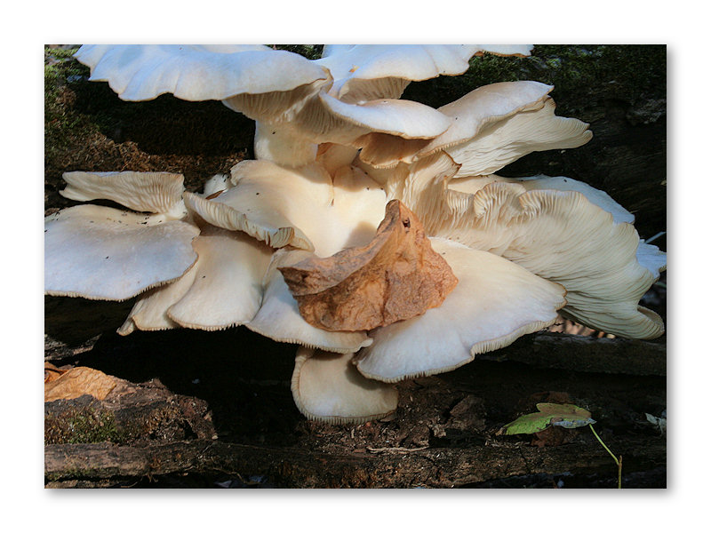 Natures Offering