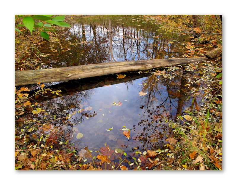 Autumn at the Pond