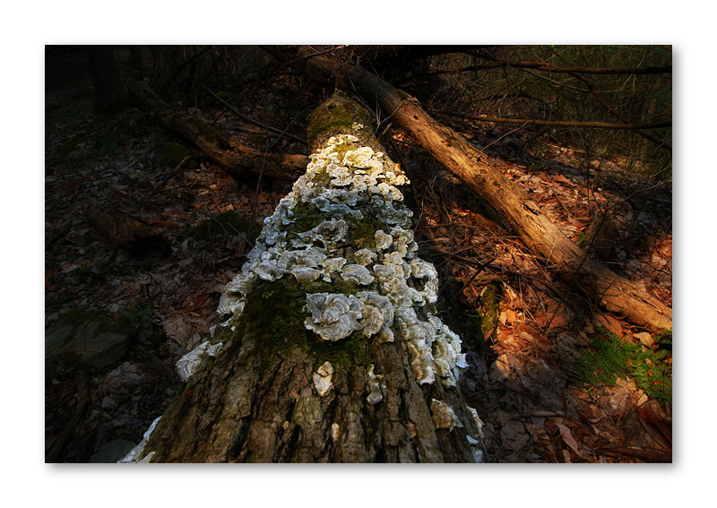 On the Forest Floor