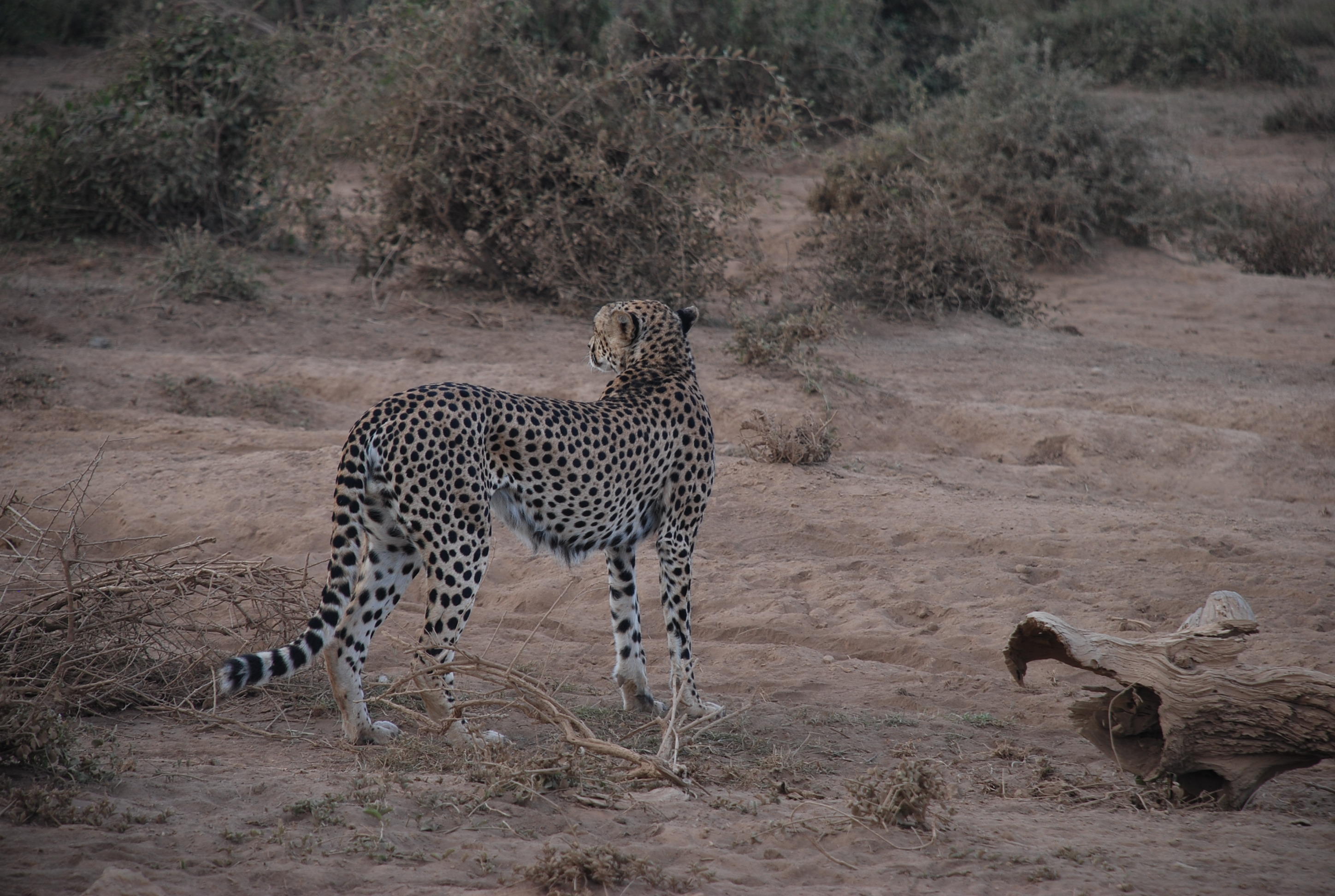 DSC_0638.JPG