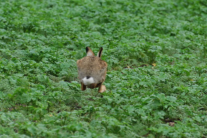 DSC_0956.JPG