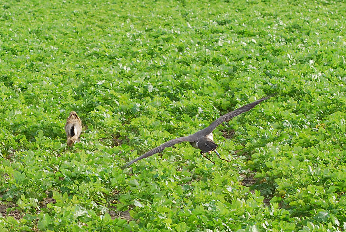 DSC_1123.JPG