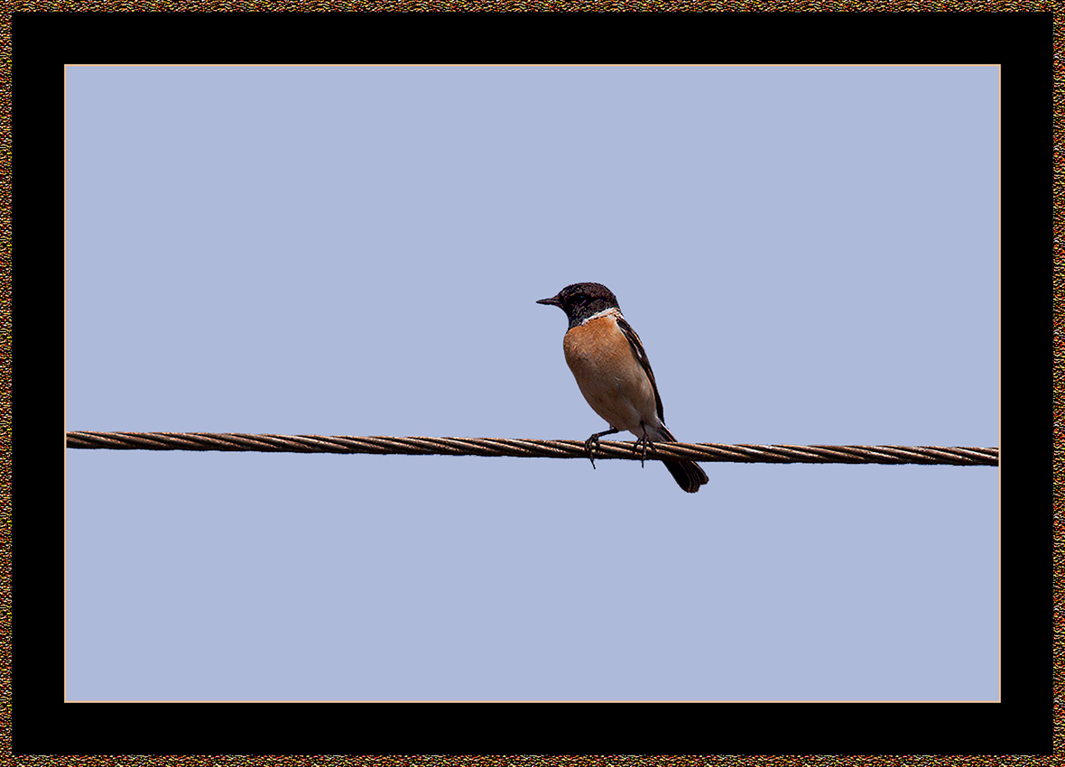 136=Common-Stonechat=Saxicola-torquata.jpg