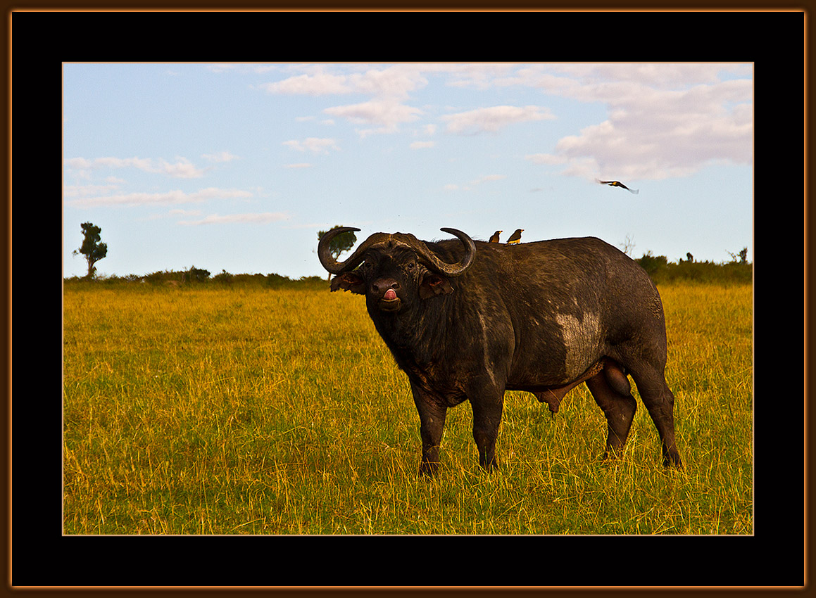 6-=-IMG_2519-=-Buffalo-shows-his-tongue-to-the-Photographer.jpg