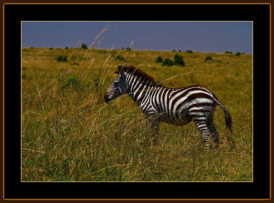 111-=-IMG_2704-=-Zebra-V1.jpg