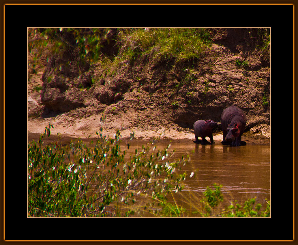 133-=-IMG_2734-=-Hippo-Mom-with-baby-V3.jpg