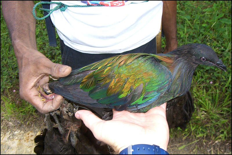 Nicobar Pigeon captured by a local hunter