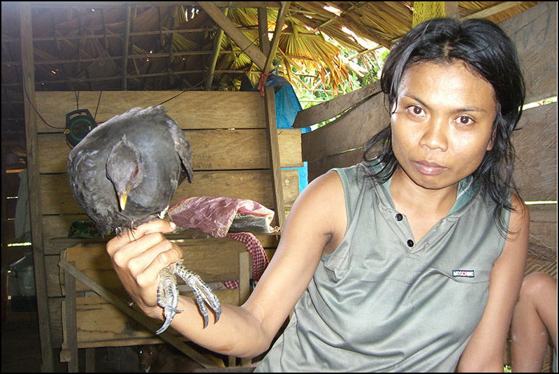 Dusky Scrubfowl ready for dinner