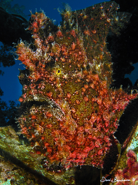 Frogfish