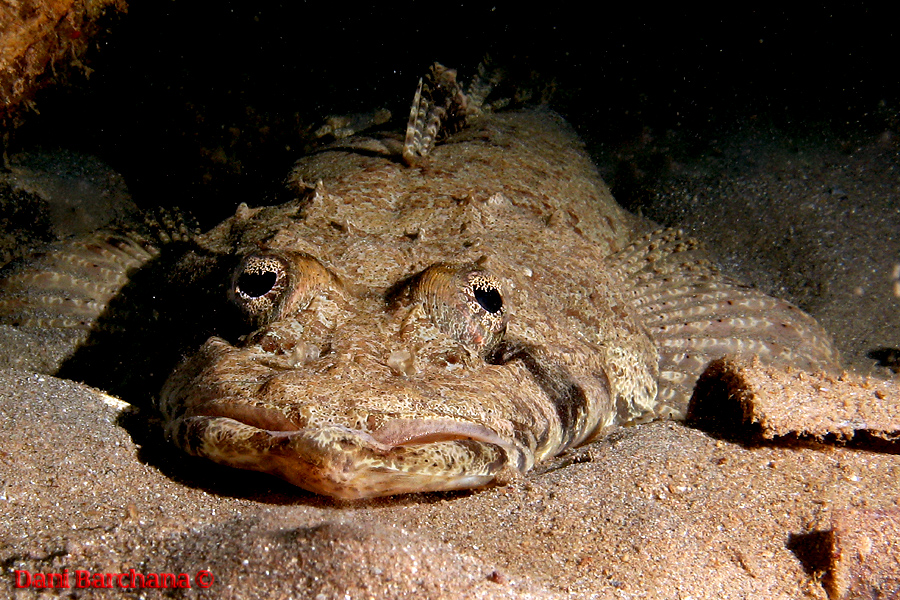 Tentacled flathead