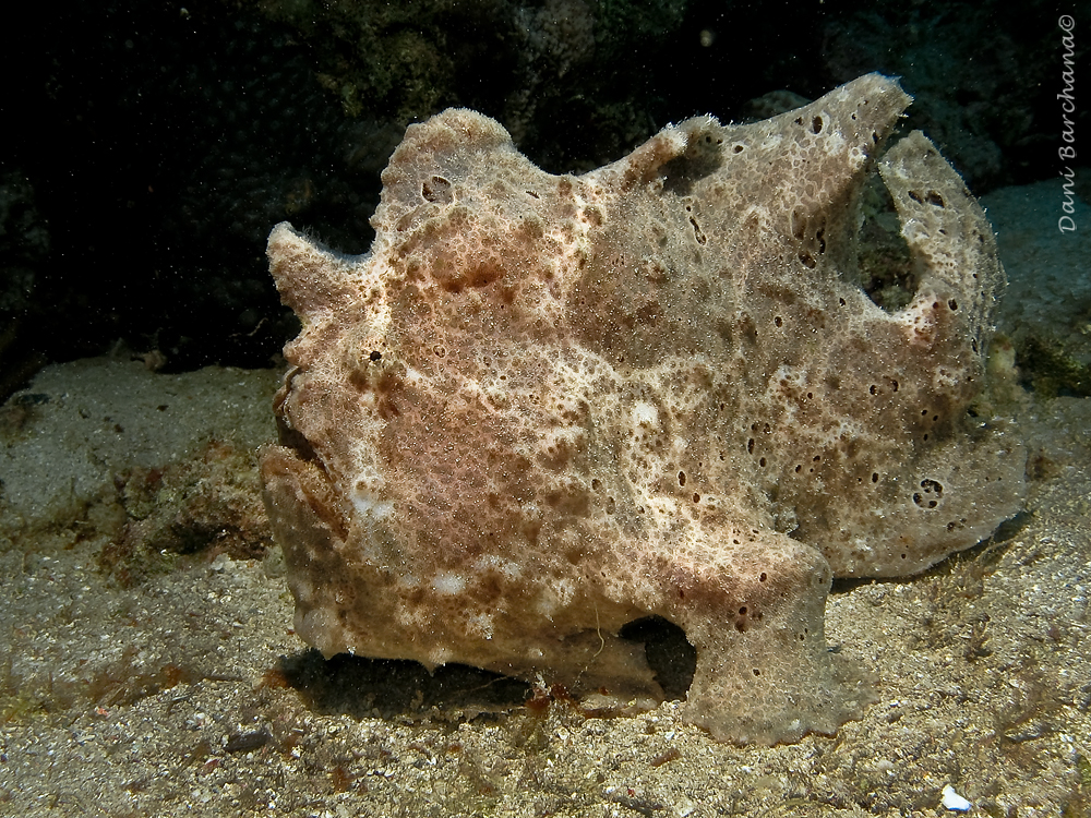 Frogfish