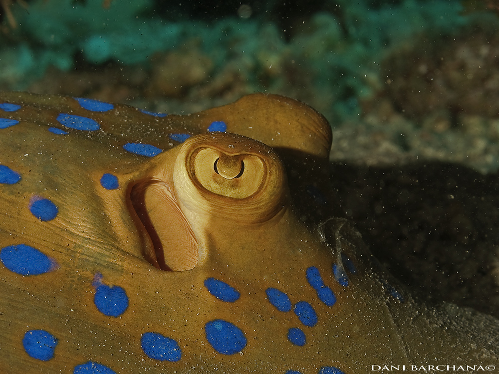 Blue Spotted Stingray