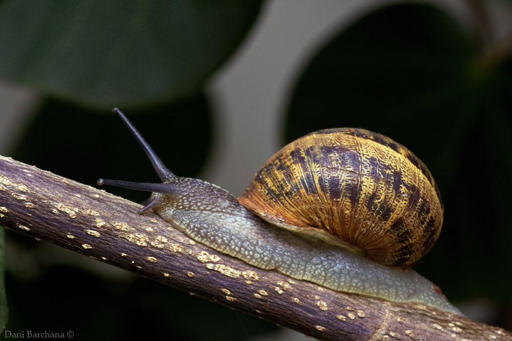 European brown snail