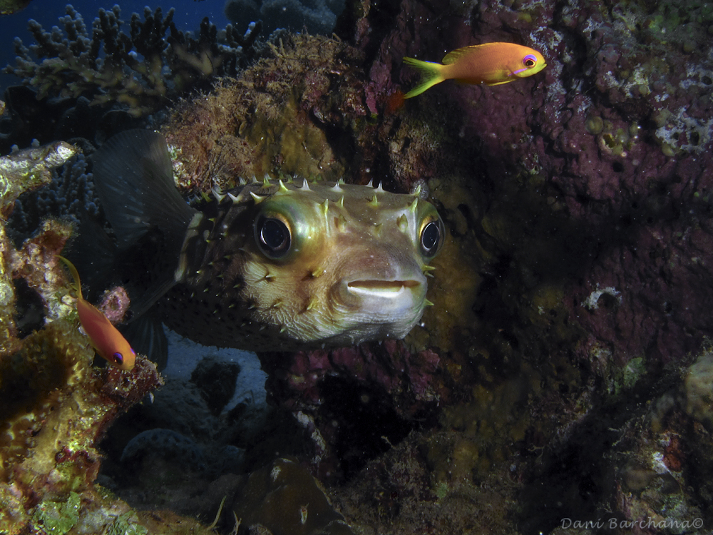 Yellowspotted burrfish