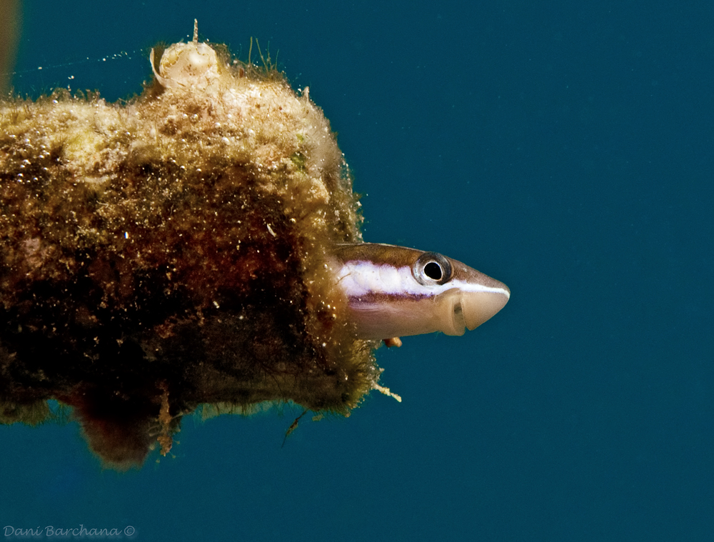 False cleanerfish (Aspidontus taeniatus )