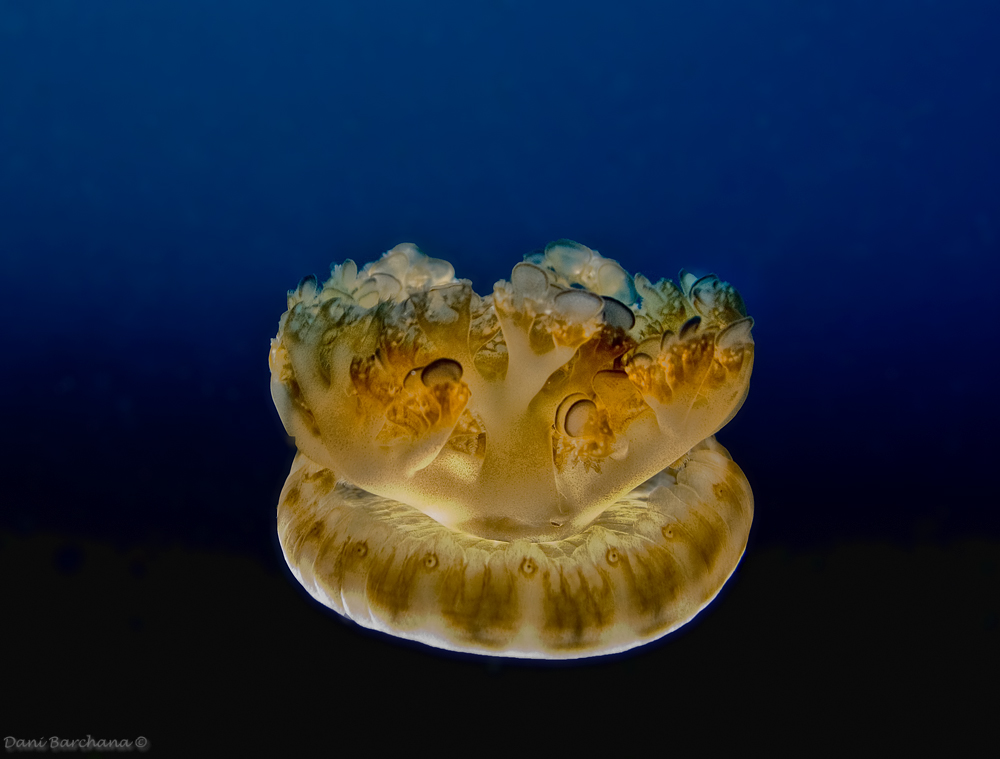 Cassiopea andromeda - Upside down Jellyfish