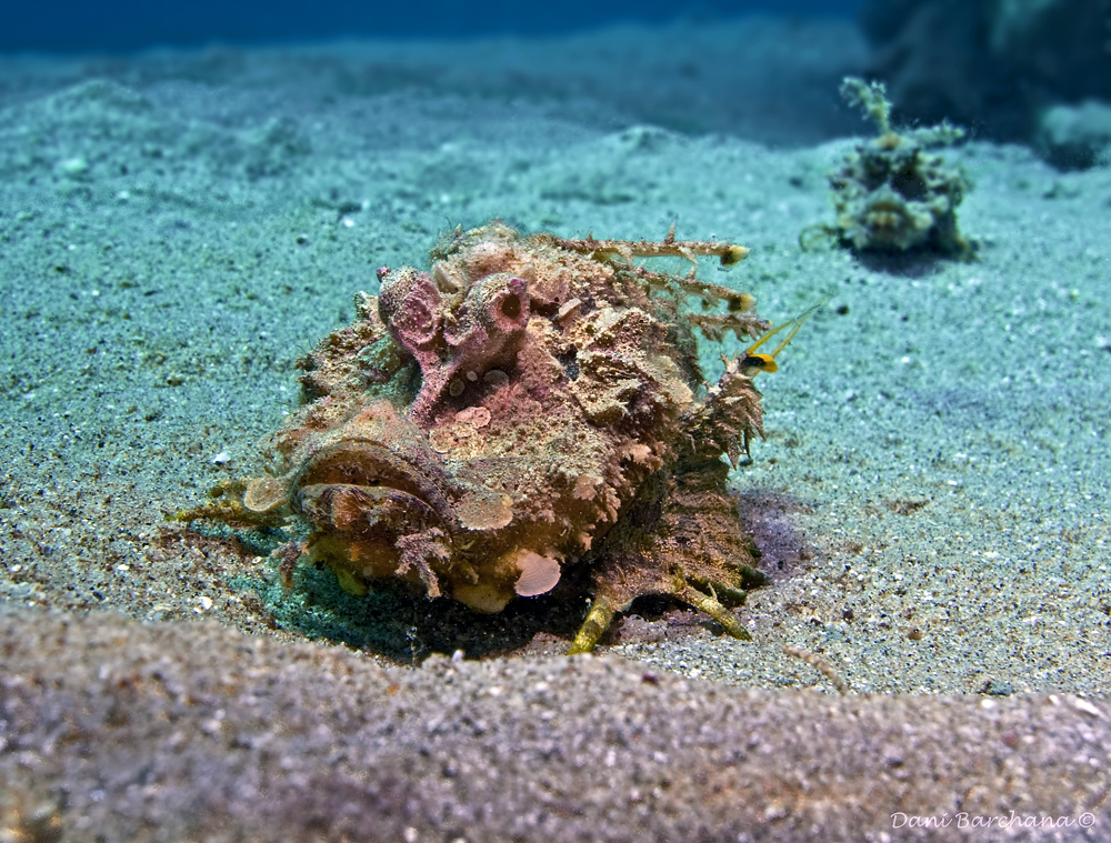 Two-stick stingfish (Inimicus filamentosus) in Courtship