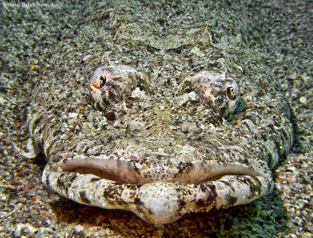 Crocodile Fish, Tentacled flathead