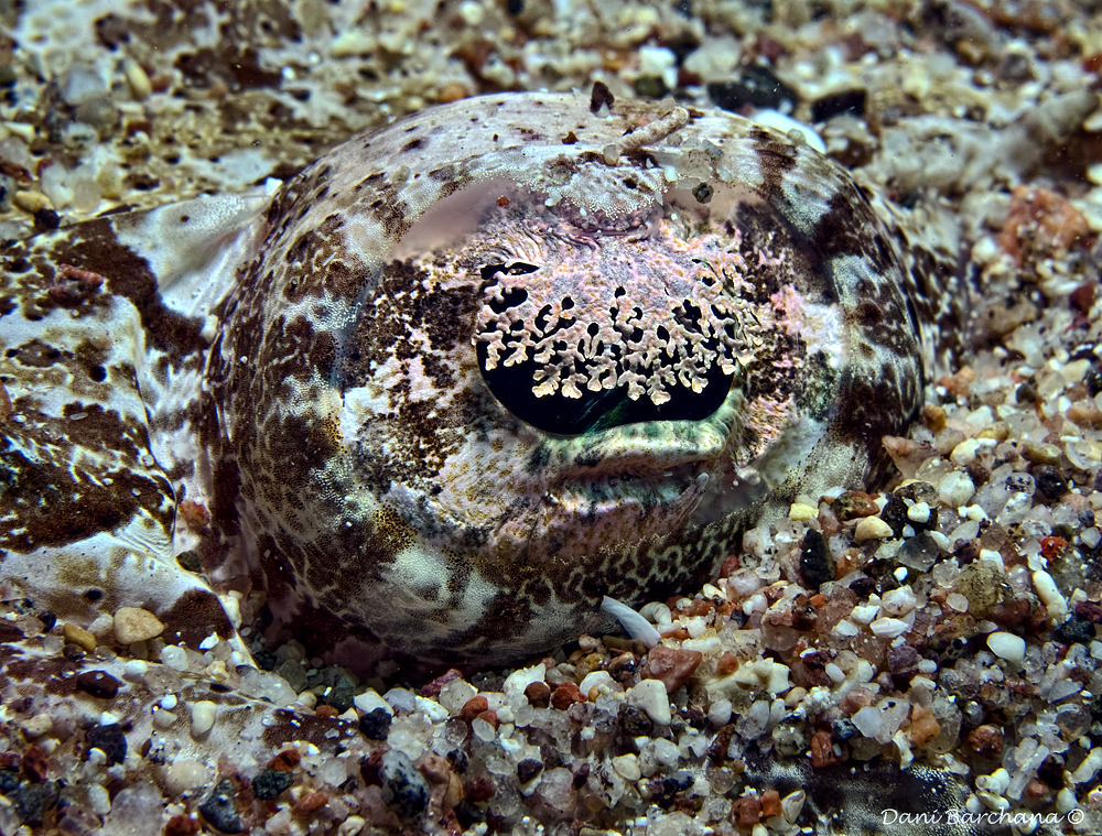 Crocodile fish eye