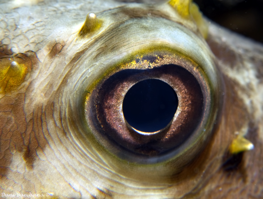 Yellowspotted burrfishs eye