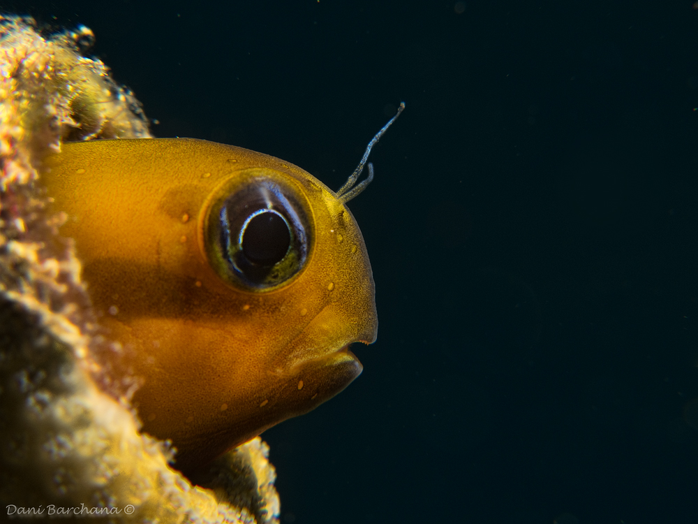 A Persian Blenny  at Tamar artificial reef