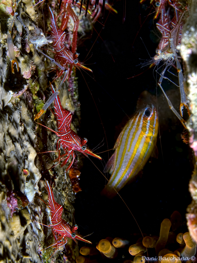 Dancer crabs, Partner crabs and a Cardinal fish