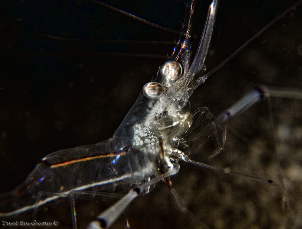 Partner Shrimp