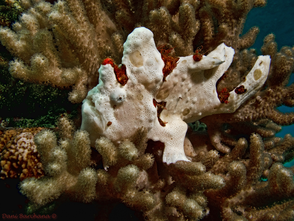 Frogfish